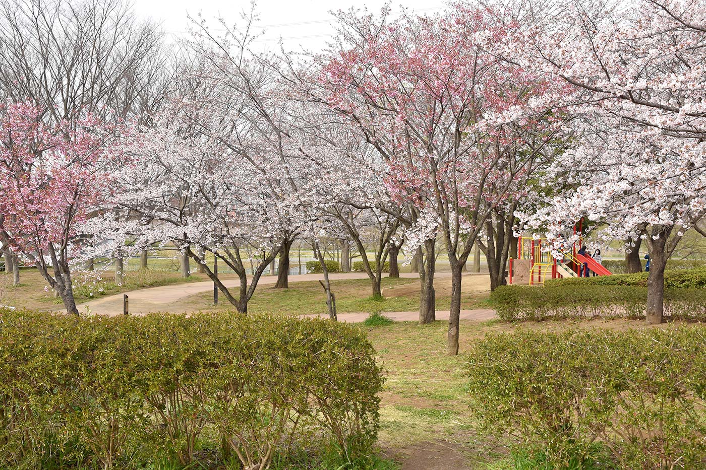 kitakashi_017