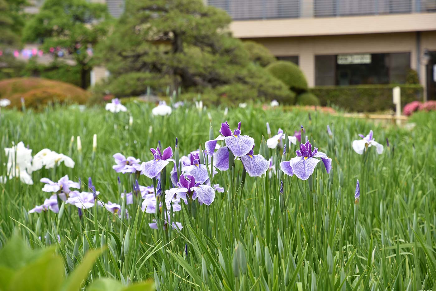 horikiri_015